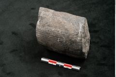 Foto (Seitenansicht) von Calamites communis Ettingshausen (NHMW-GEO-2024-0188-10959)